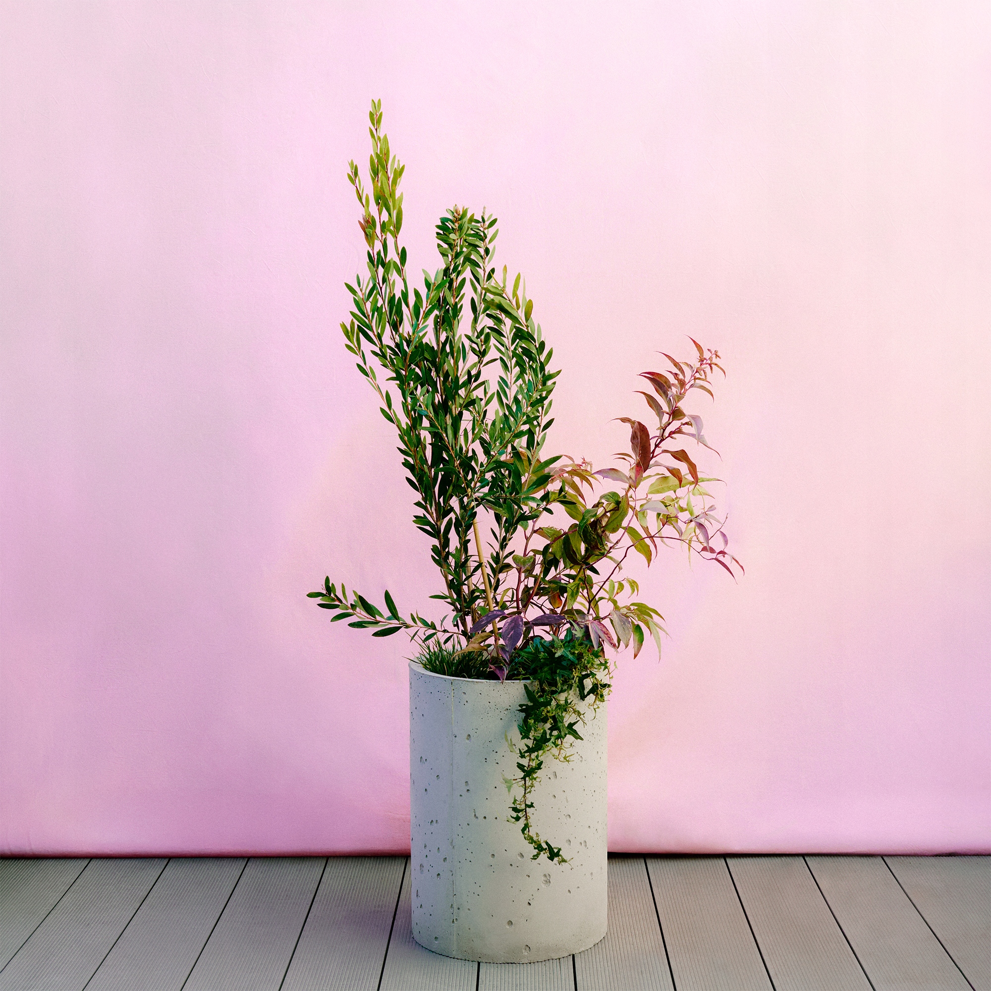 Betónový kvetináč - kompozícia Callistemon